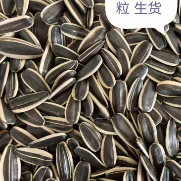 新疆雨前240千粒的生货363