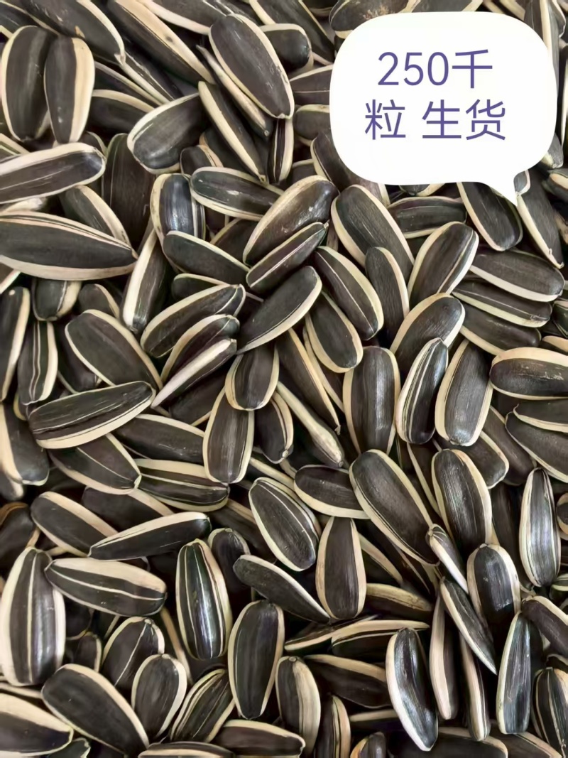 新疆雨前240千粒的生货363