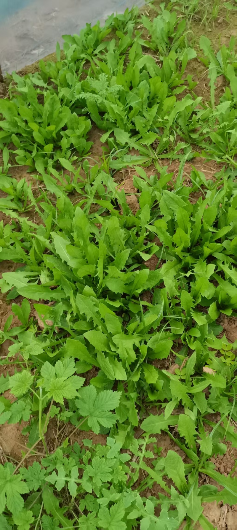 鲜蒲公英