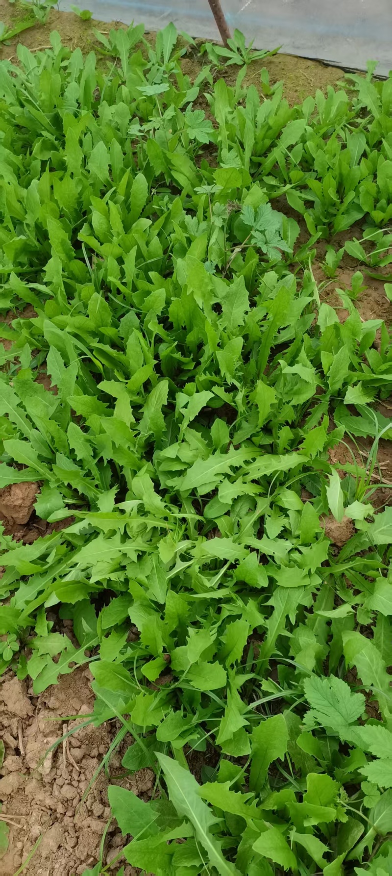 鲜蒲公英