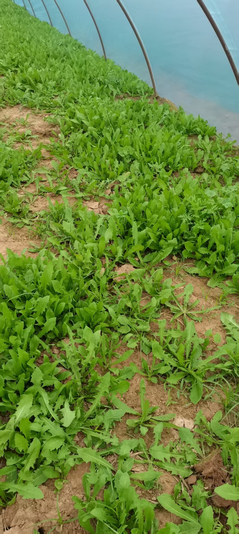 鲜蒲公英
