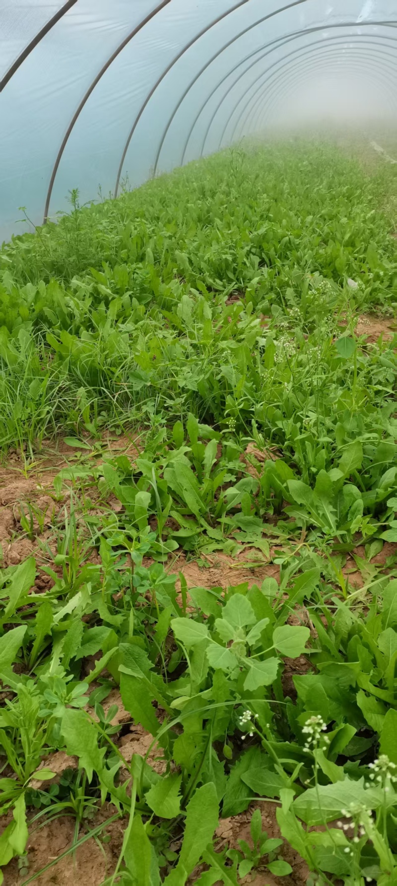 鲜蒲公英