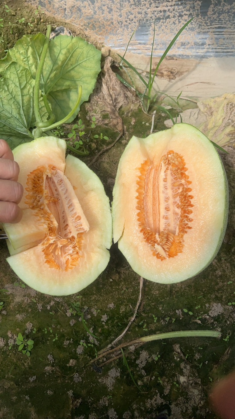 海南沙地哈密瓜