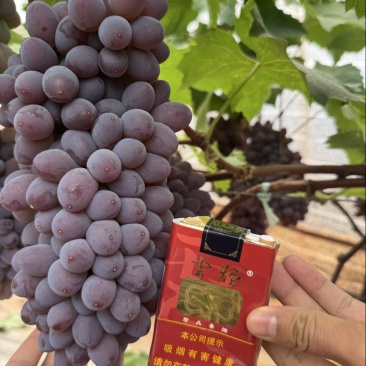 云南茉莉香大量上市