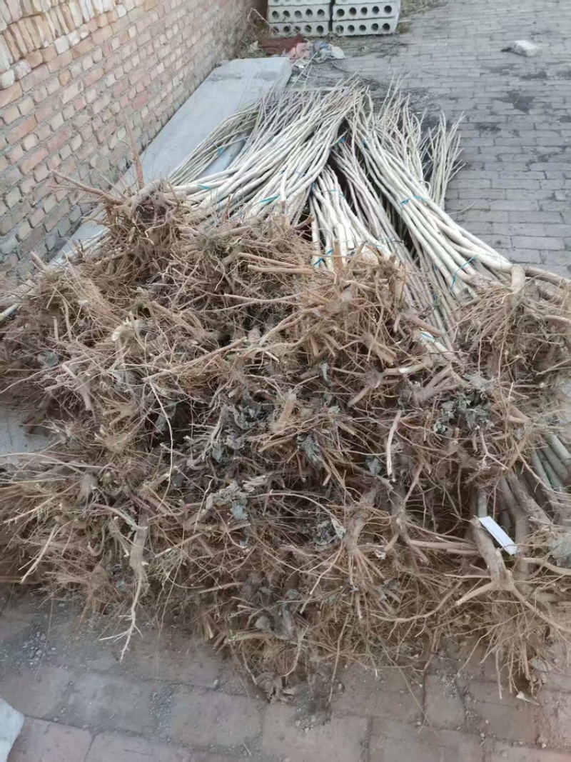 3804杨树苗批发无絮速生3804杨树苗基地直供