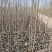 3804杨树苗批发无絮速生3804杨树苗基地直供