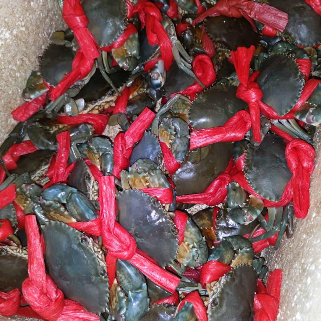 广东阳江本地青蟹肉蟹