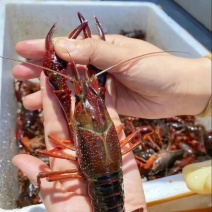【平台精选】湖北小龙虾规格齐全货源充足欢迎联系