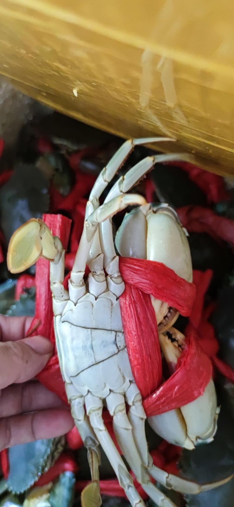 广东阳江本地青蟹肉蟹