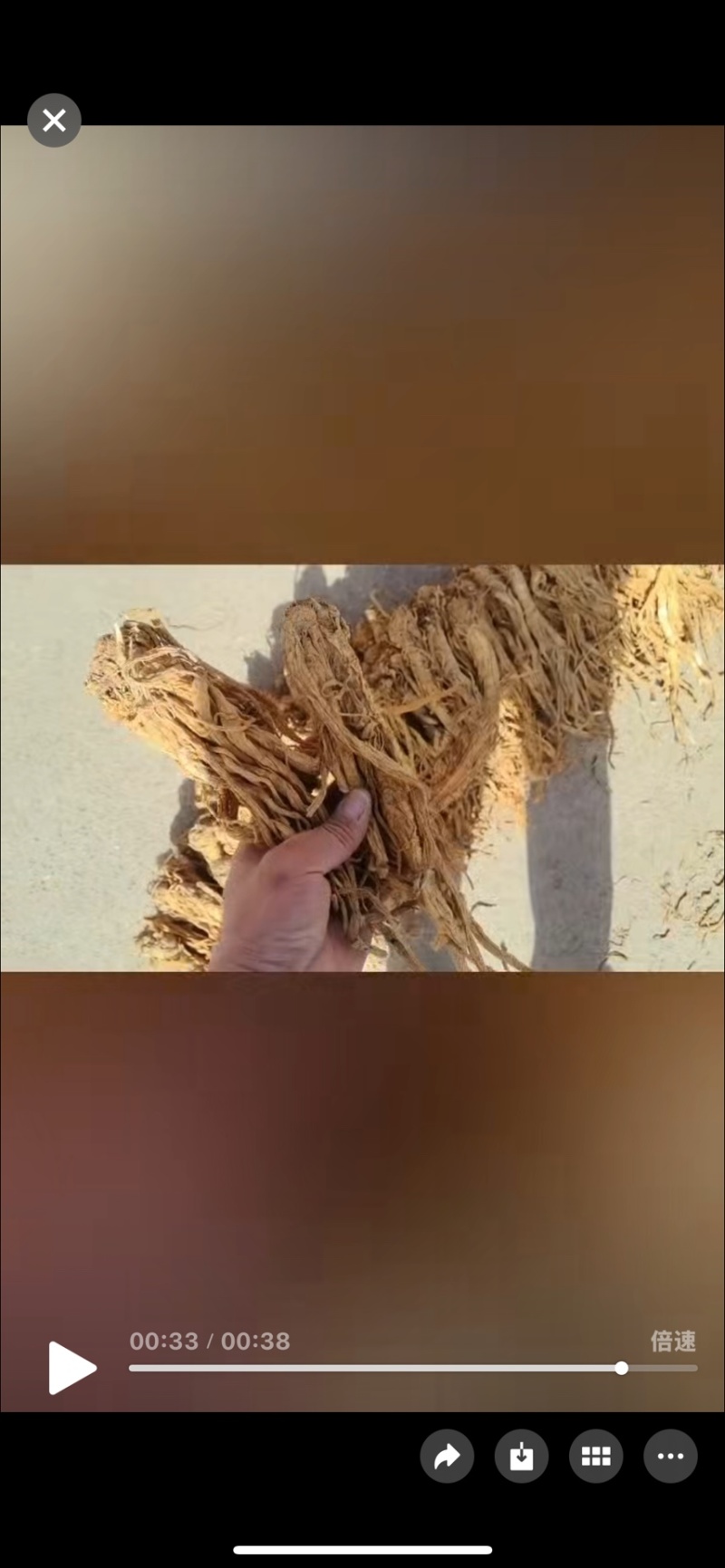 独活