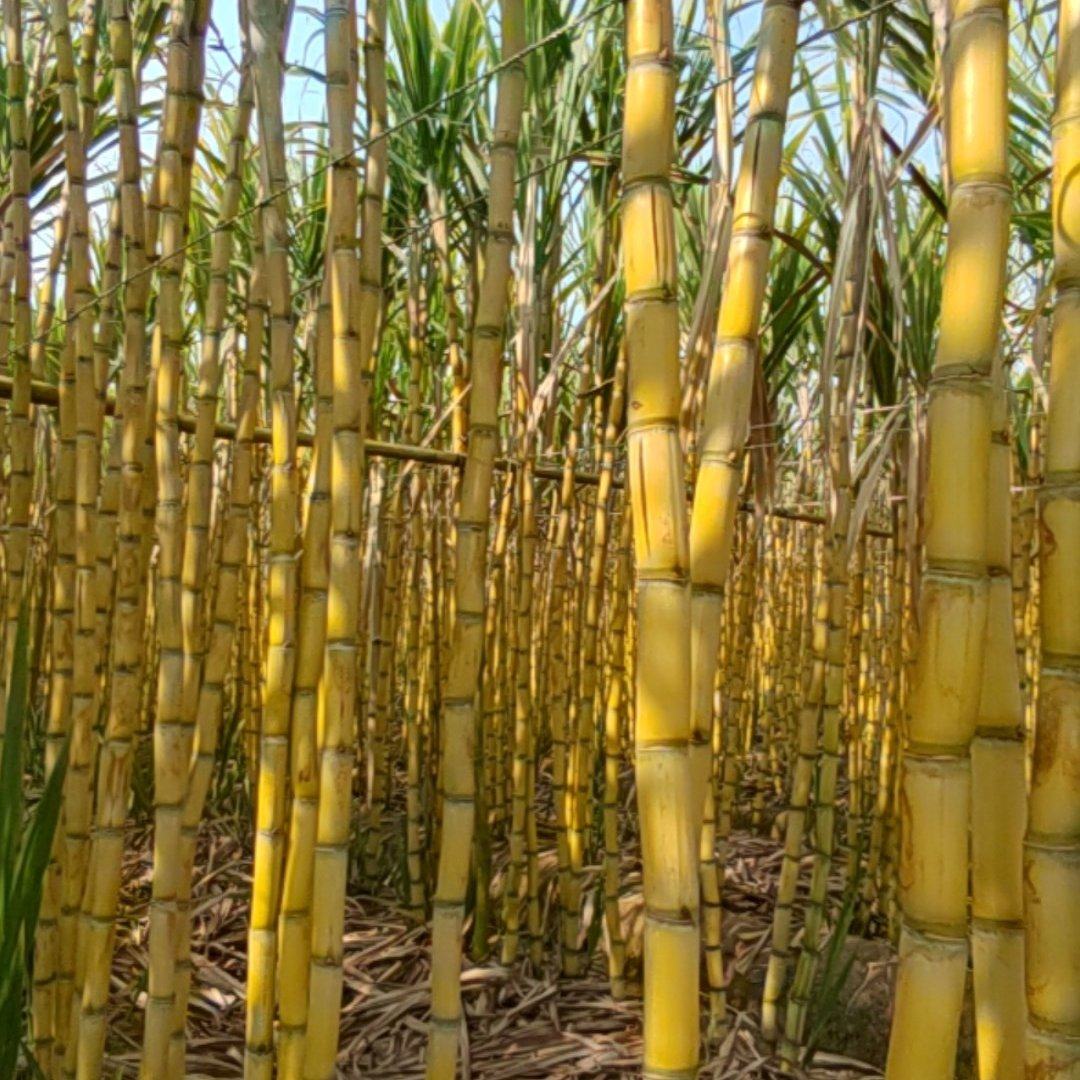 云南精品黄金甘蔗大量上市/产地直发/诚信经营/量大从优