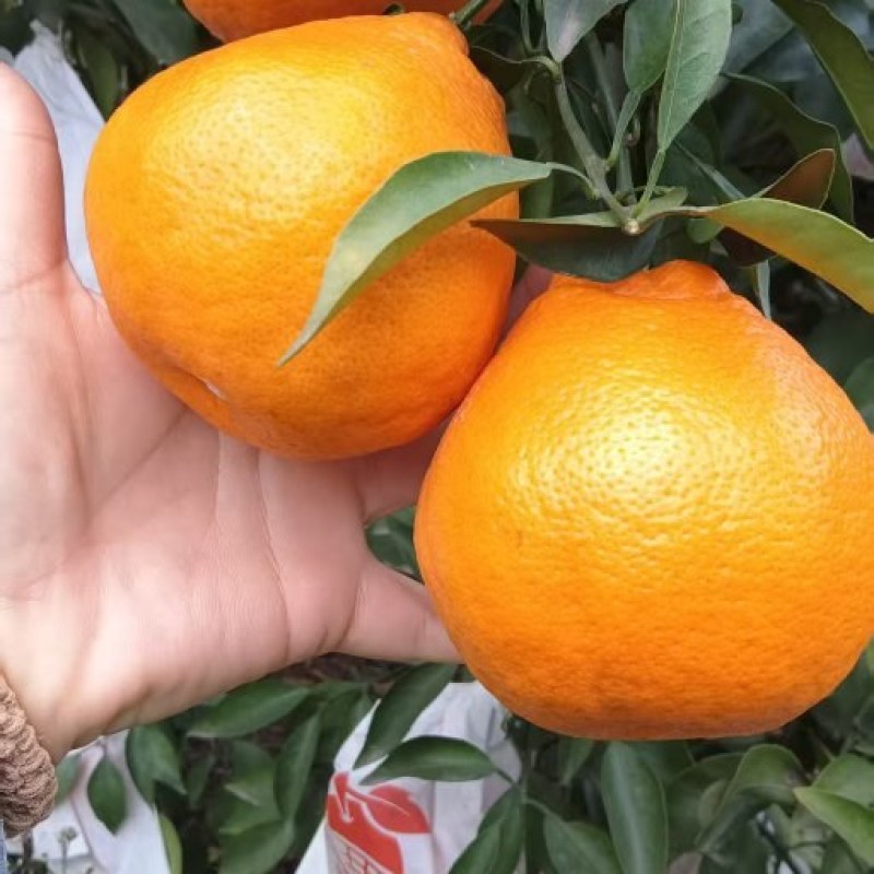 春见耙耙柑#春天的应季水果#口感纯甜#皮薄肉嫩#入口爆汁