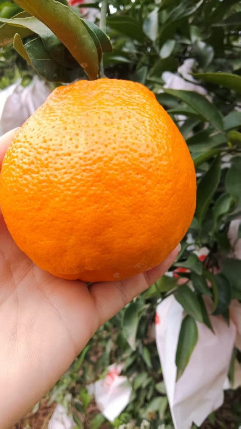 春见耙耙柑#春天的应季水果#口感纯甜#皮薄肉嫩#入口爆汁