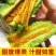 正宗寿光羊角蜜甜瓜一件代社区团购对接各大电商品质好