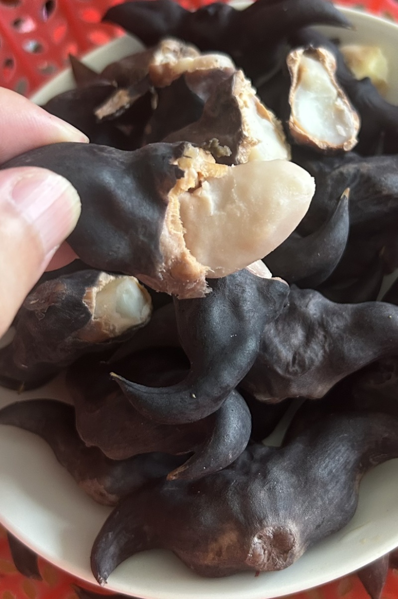 大青菱角白菱角，大量供应诚招批发商。药食同源粉糯凌角