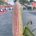 美玉21号加甜糯玉米种子口感香甜糯大棒鲜食玉米种籽加甜糯