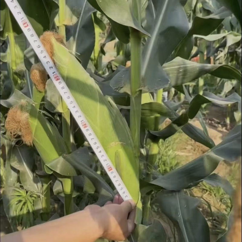 美玉21号加甜糯玉米种子口感香甜糯大棒鲜食玉米种籽加甜糯