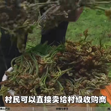 纯野生蕨菜
