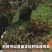 纯野生蕨菜