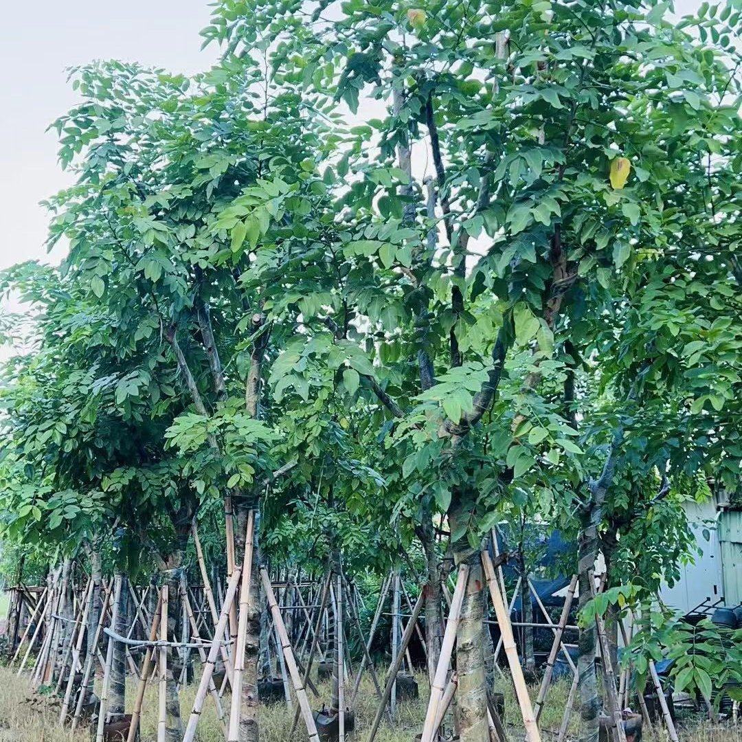 腊肠树