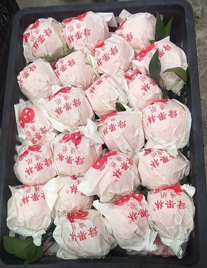 春见耙耙柑#春天的应季水果#口感纯甜#皮薄肉嫩#入口爆汁