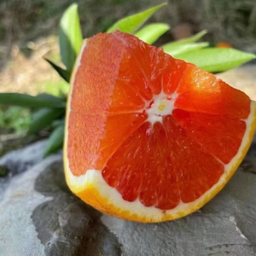 秭归江边中华红橙