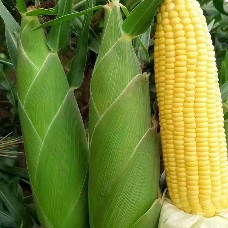 1广东鲜玉米水果玉米甜玉米太阳花玉米货源充足联系