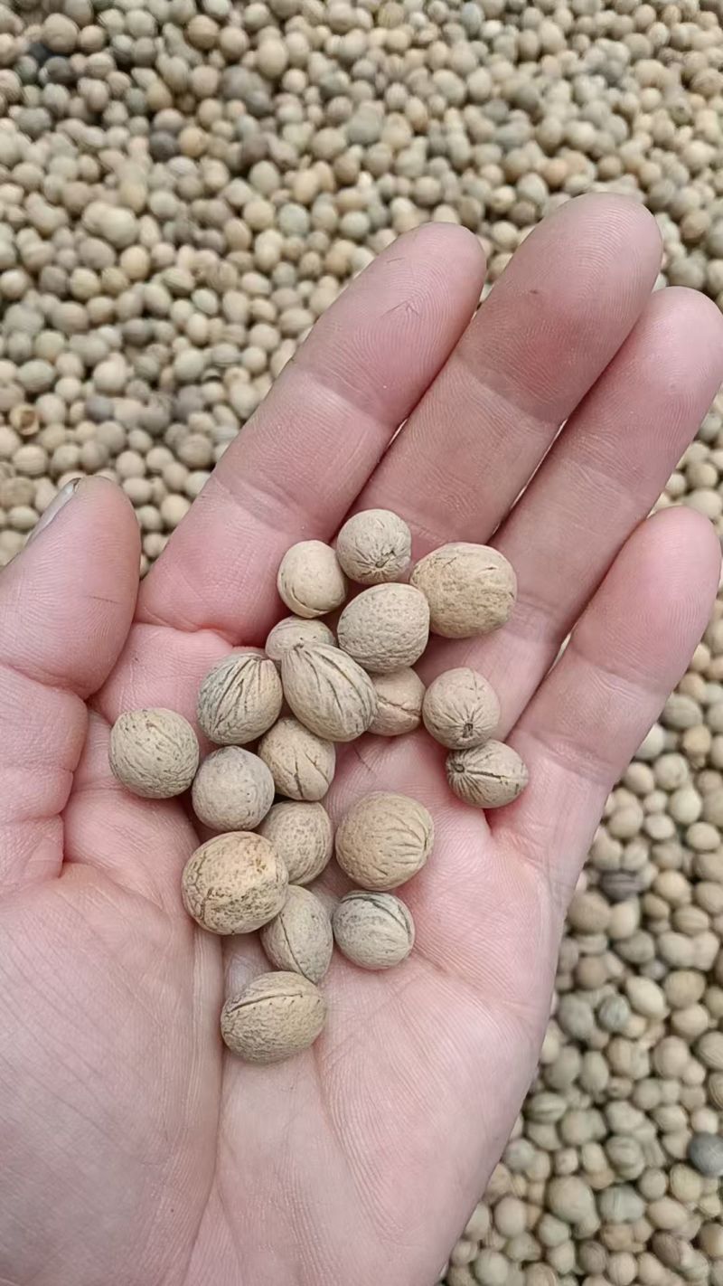 出售当年新采树种榆叶梅种子红梅花种子小桃红四季可播