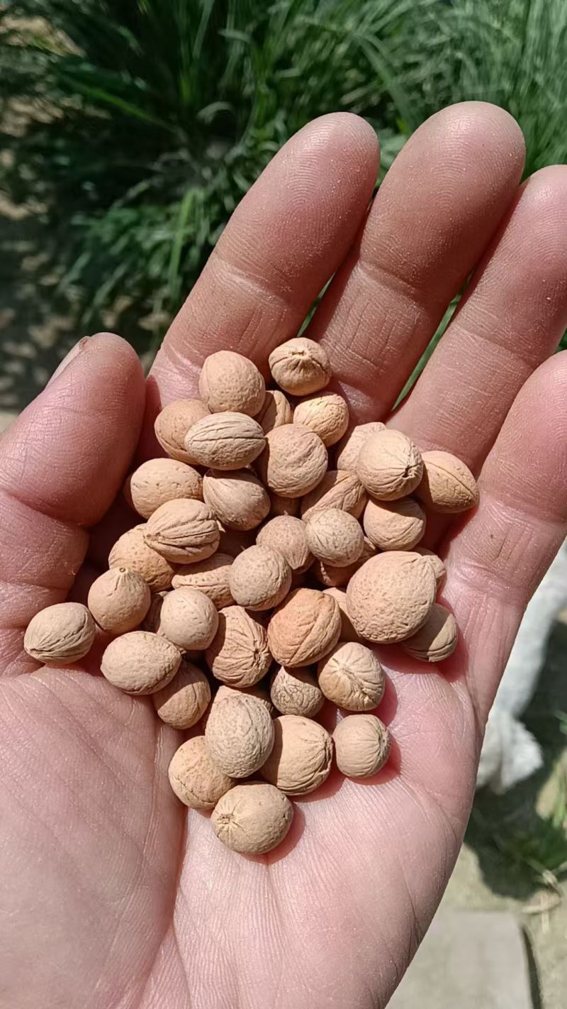 出售当年新采树种榆叶梅种子红梅花种子小桃红四季可播
