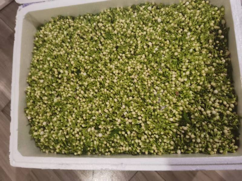 云南菜用茉莉花