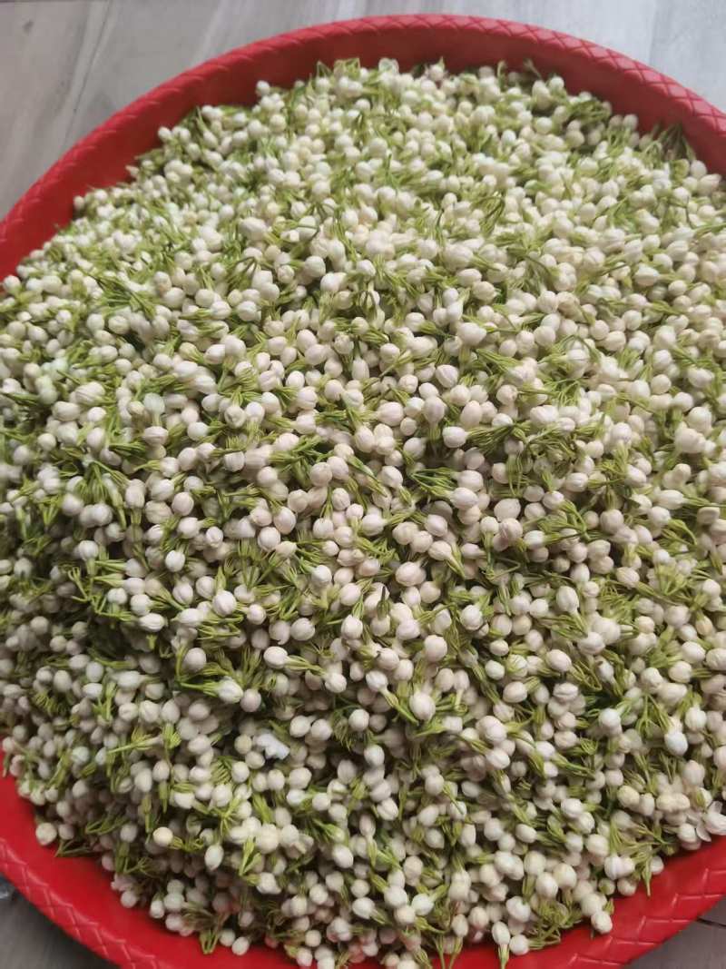 云南菜用茉莉花