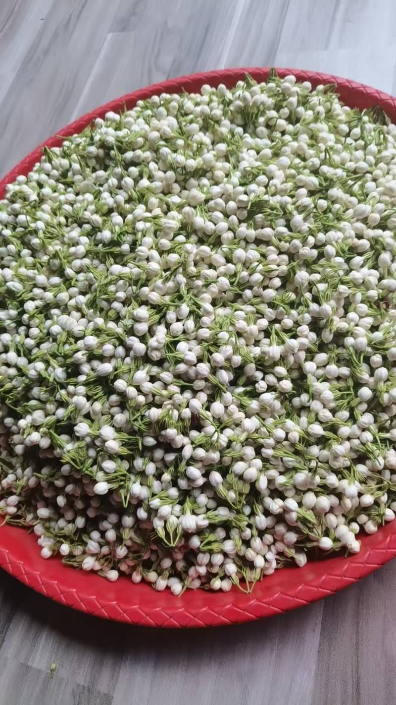 云南菜用茉莉花