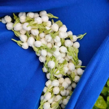 云南菜用茉莉花