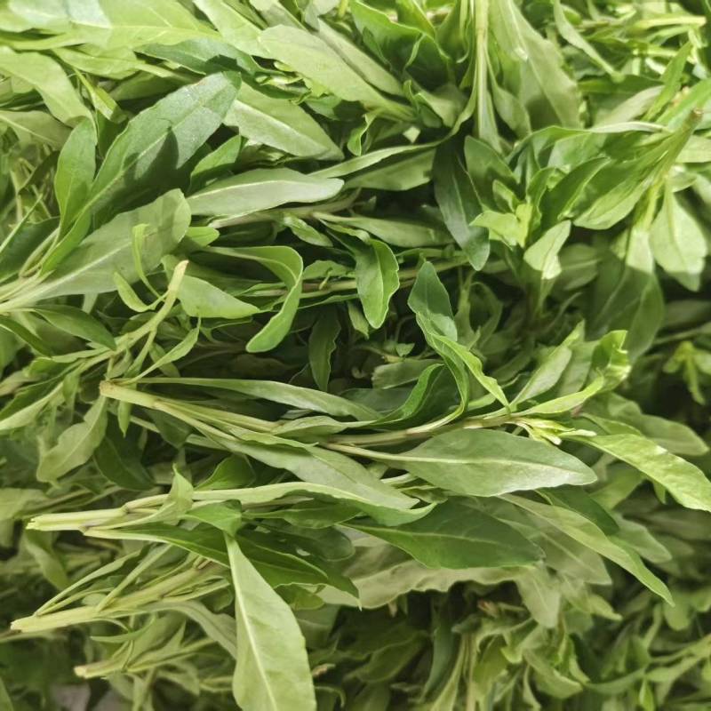 云南枸杞芽