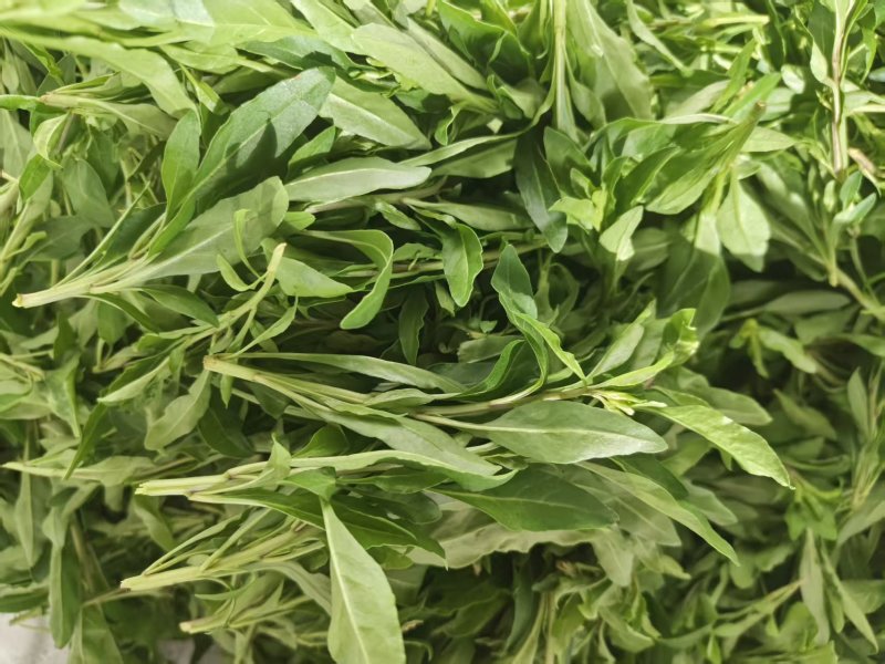 云南枸杞芽