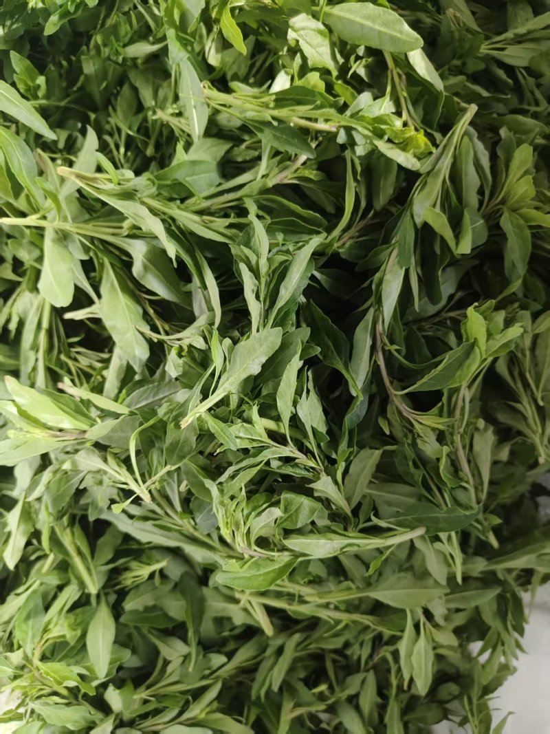 云南枸杞芽