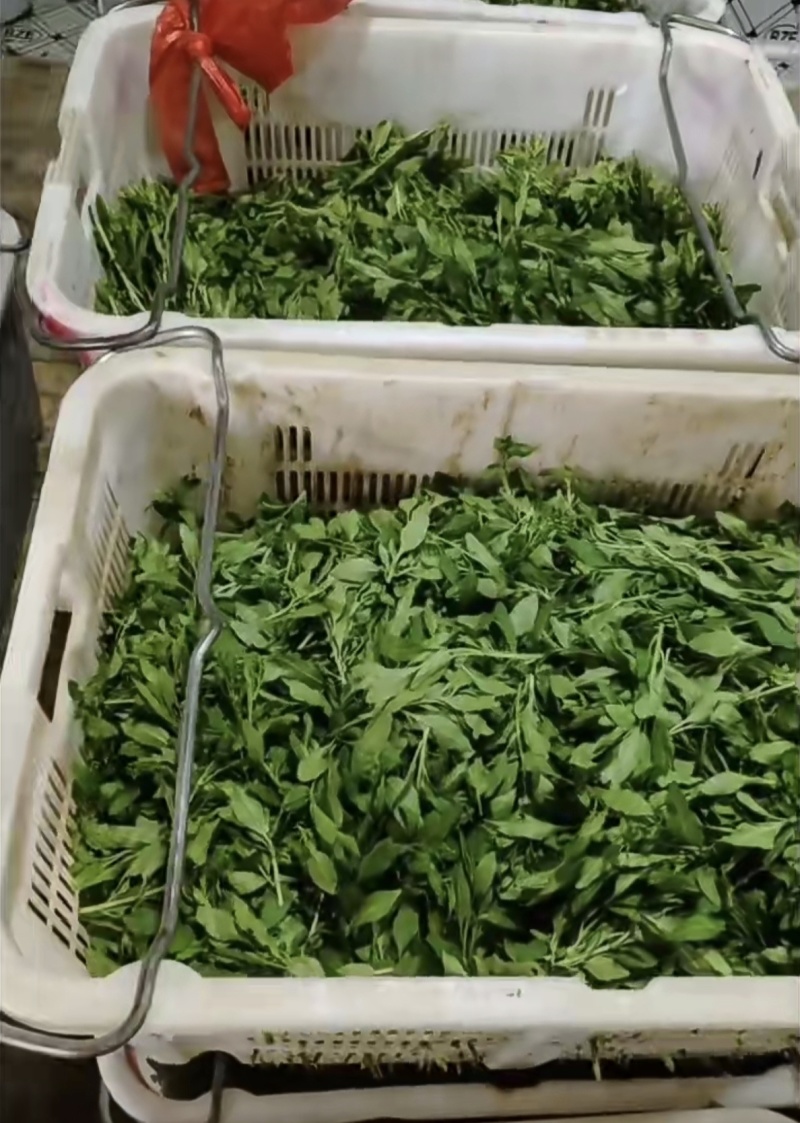 云南枸杞芽