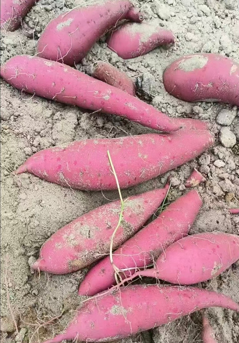 推荐广东鲜红薯西瓜红红薯基地直供价格欢迎联系