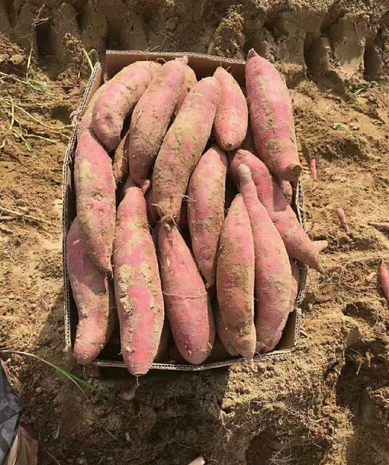 推荐广东鲜红薯西瓜红红薯基地直供价格欢迎联系