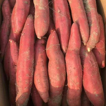 推荐广东鲜红薯西瓜红红薯基地直供价格欢迎联系