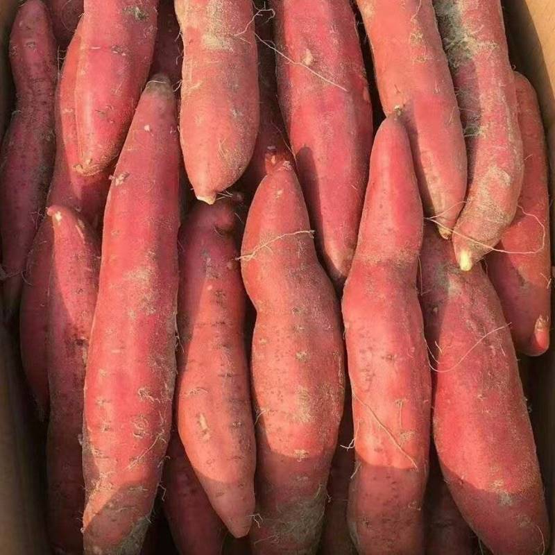 推荐广东鲜红薯西瓜红红薯基地直供价格欢迎联系