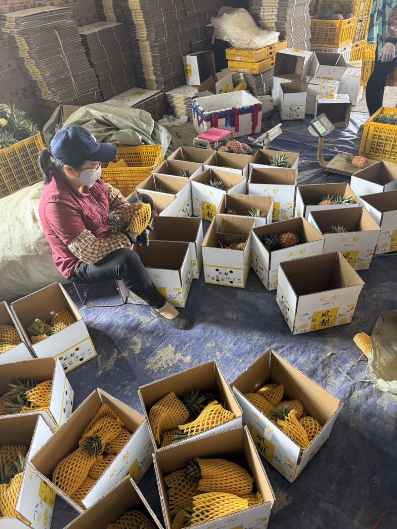 金砖凤梨一件代发源头产地直发，欢迎商超.电商.直播老板