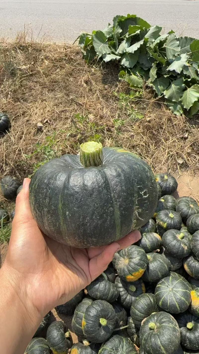 南瓜/贝贝南瓜/陕西渭南大荔县贝贝南瓜基地大量上市