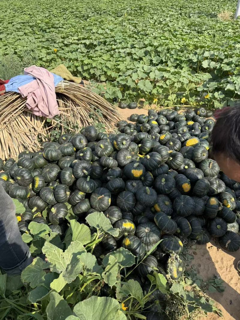 南瓜/贝贝南瓜/陕西渭南大荔县贝贝南瓜基地大量上市
