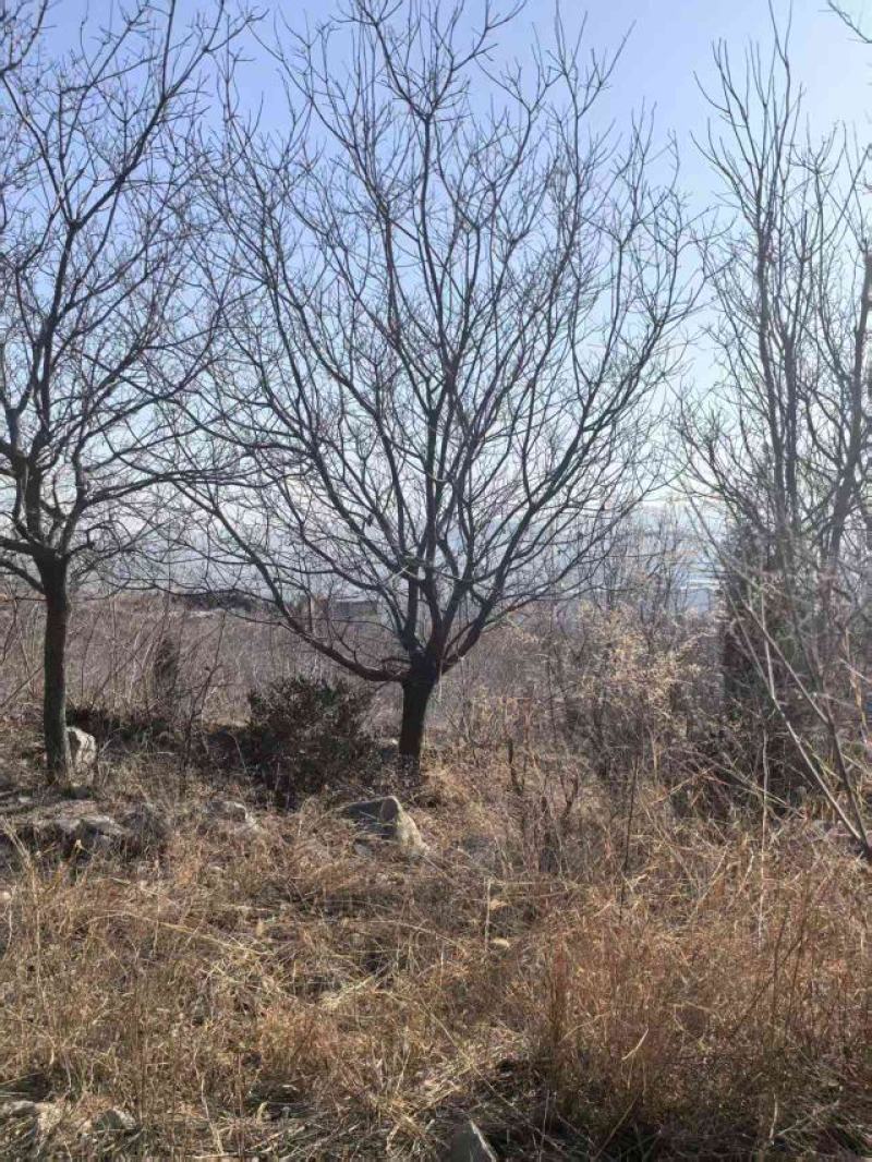 黄栌，精品大骨架黄栌，15-25公分，价格低