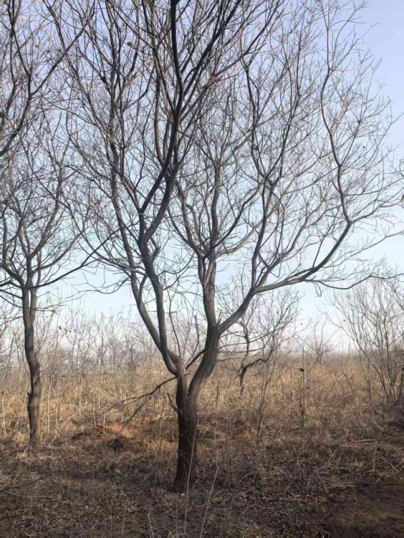 黄栌，精品大骨架黄栌，15-25公分，价格低