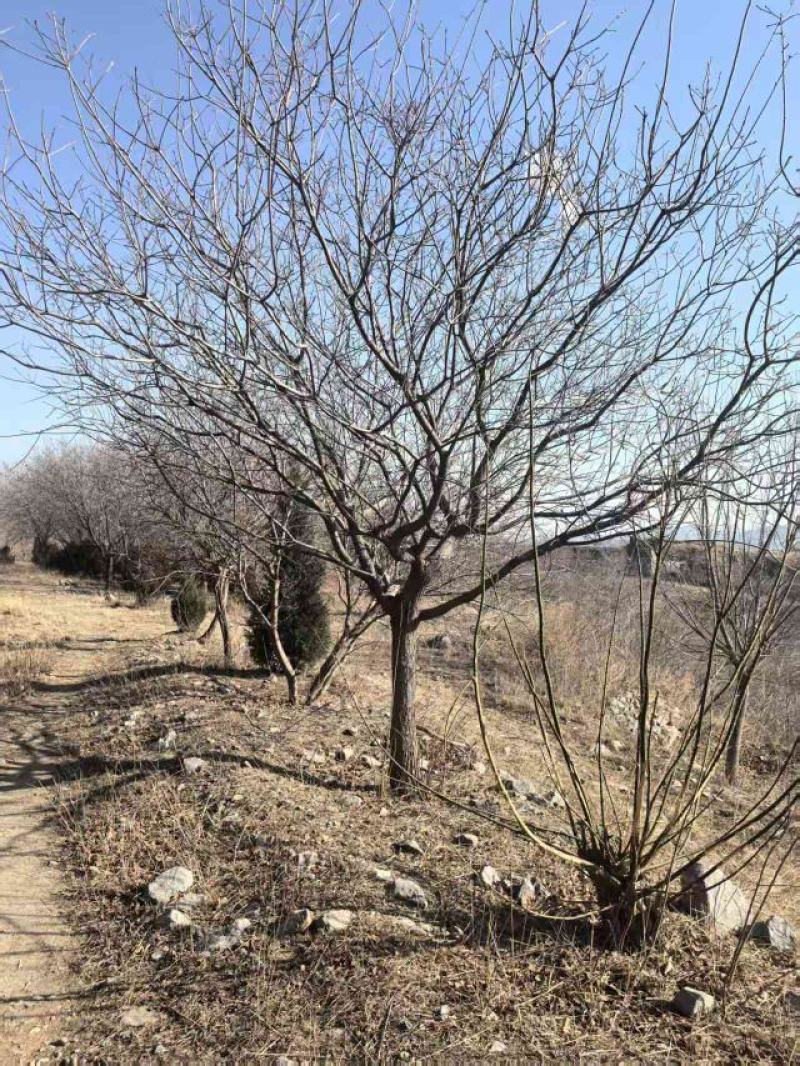 黄栌，精品大骨架黄栌，15-25公分，价格低