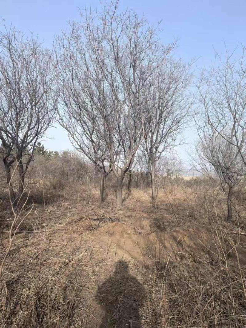 黄栌，精品大骨架黄栌，15-25公分，价格低
