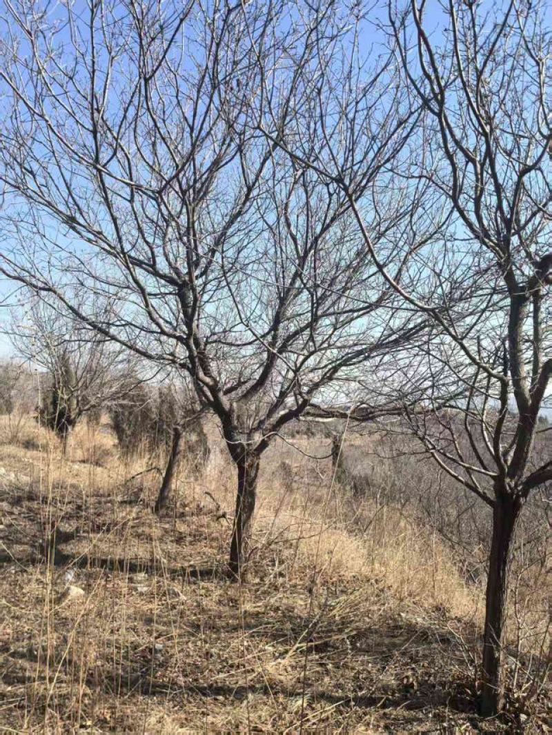 黄栌，精品大骨架黄栌，15-25公分，价格低