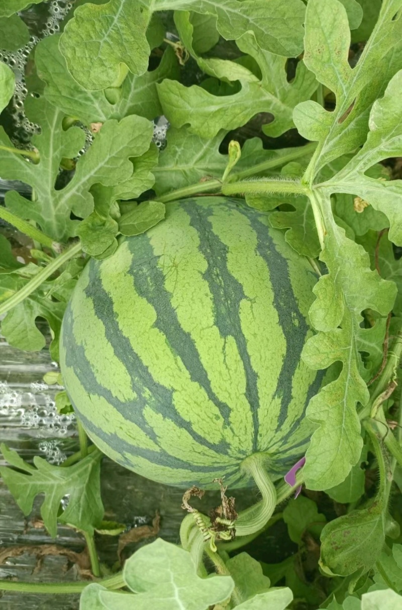 1推荐关东雷州西瓜美都西瓜基地直供量大从优欢迎联系